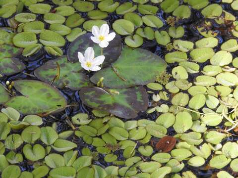 Image of Nymphoides hydrophylla (Loureiro) Kuntze