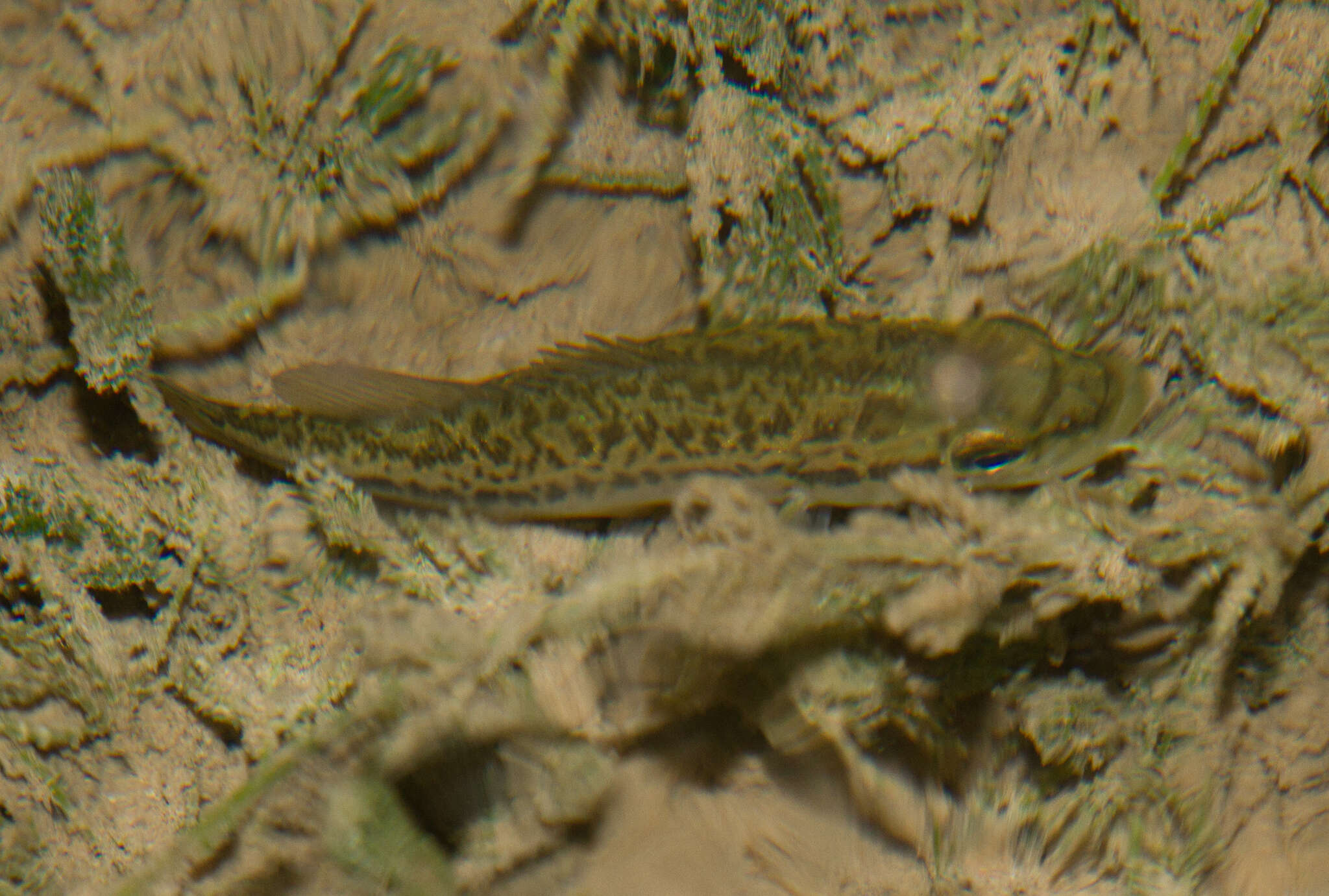 Image of Guadalupe Bass