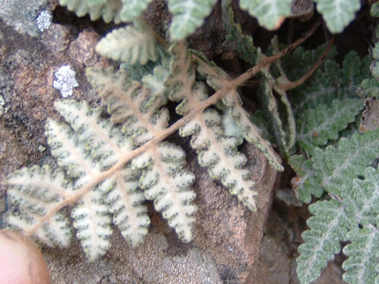 Plancia ëd Myriopteris newberryi (D. C. Eat.) Grusz & Windham