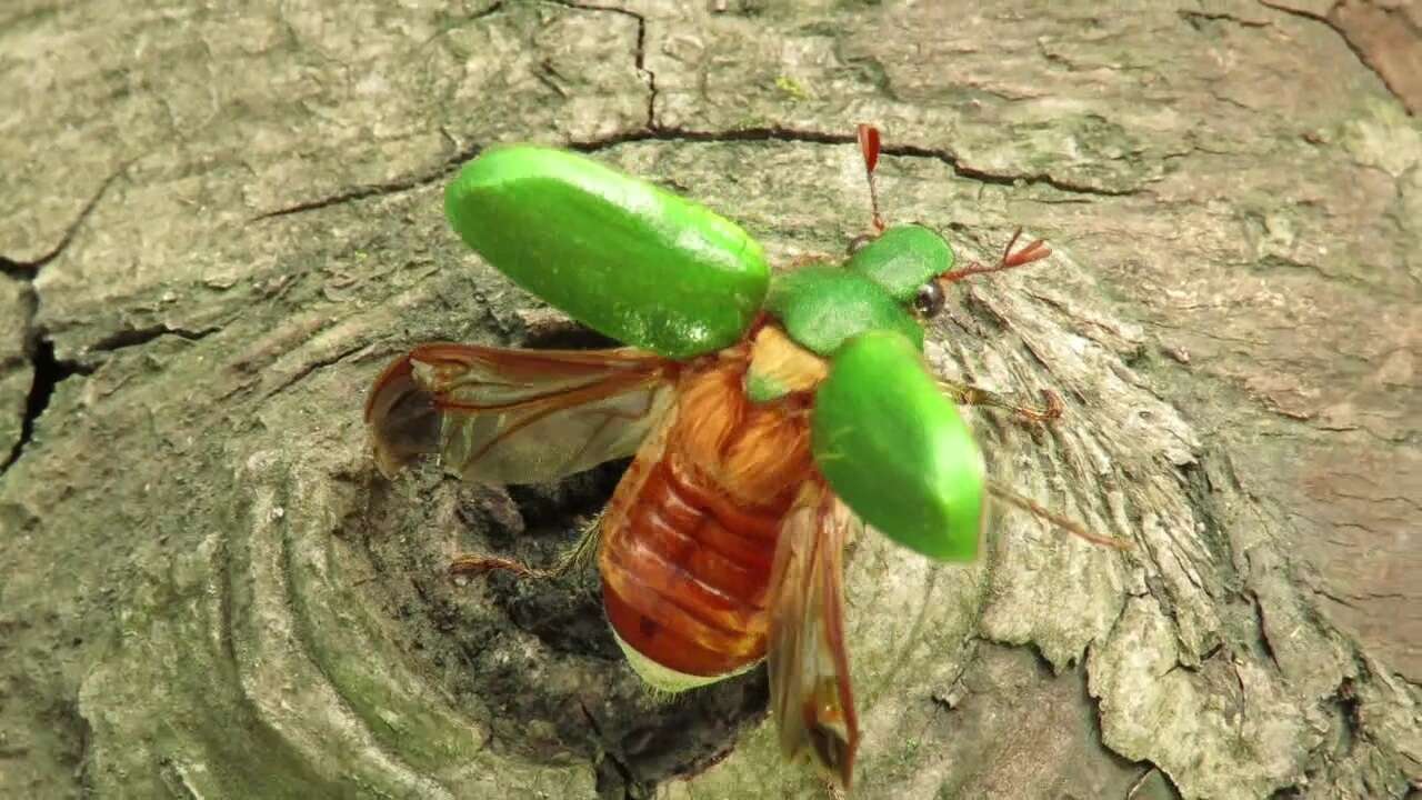 Imagem de Brachysternus spectabilis Erichson 1847