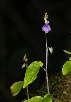 Imagem de Rhynchoglossum notonianum (Wall.) B. L. Burtt