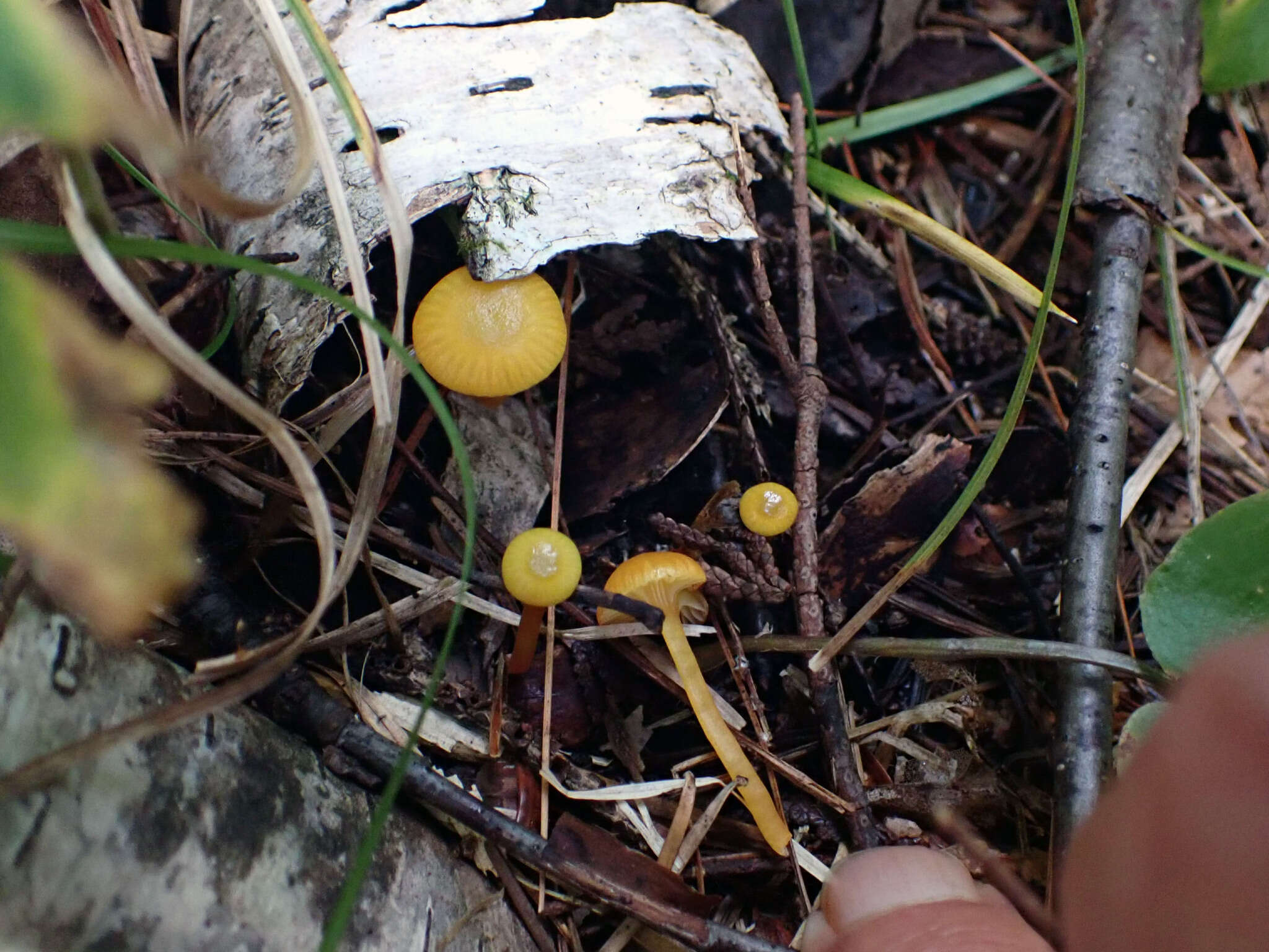 Image of Hygrocybe parvula (Peck) Murrill 1916