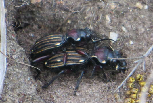 Image of Anthia (Termophilum) decemguttata (Linnaeus 1764)