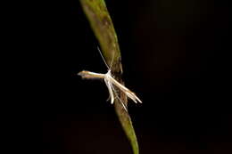 Image of <i>Pterophorus furcatalis</i>