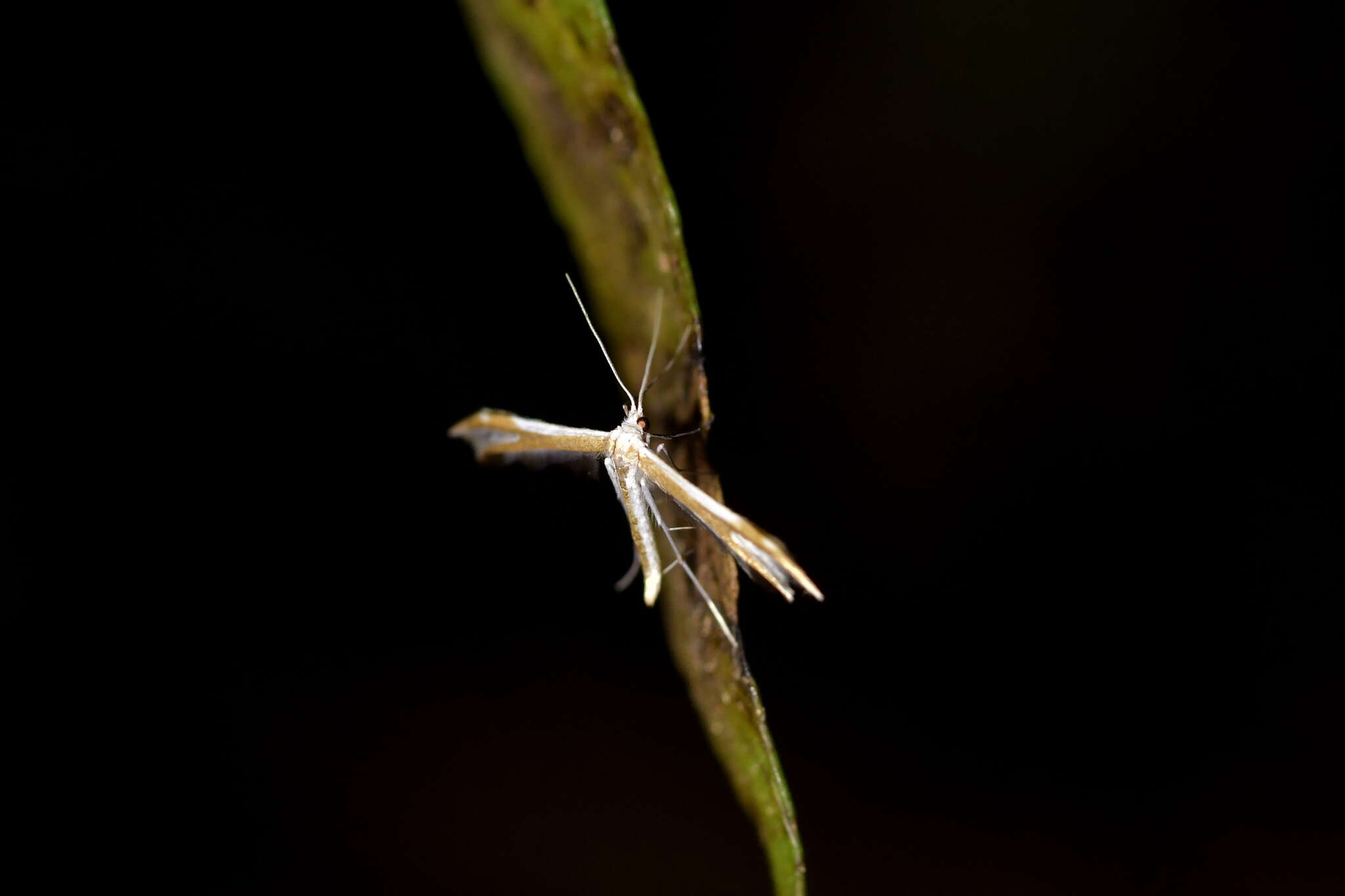 Image of <i>Pterophorus furcatalis</i>