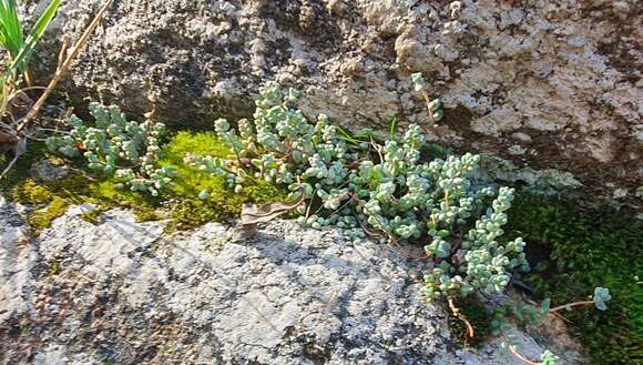 Image of Sedum brevifolium DC.