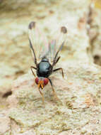 Image of Pseudoseioptera albipes (Cresson 1919)