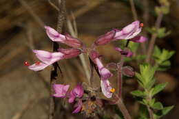 Image de Syncolostemon transvaalensis (Schltr.) D. F. Otieno