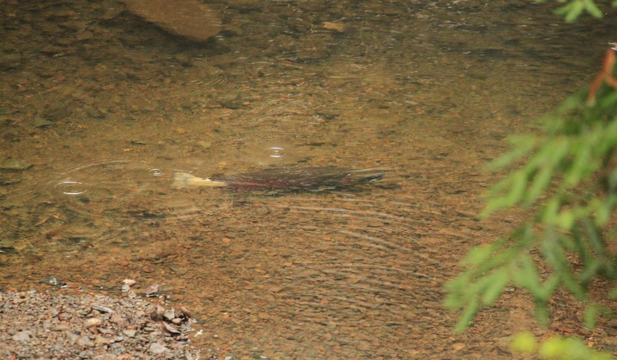 Image of Coho Salmon