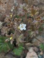 Image of roundleaf phacelia