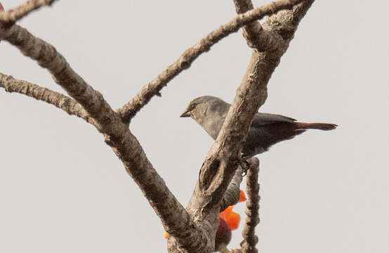 Image of Lavender Waxbill