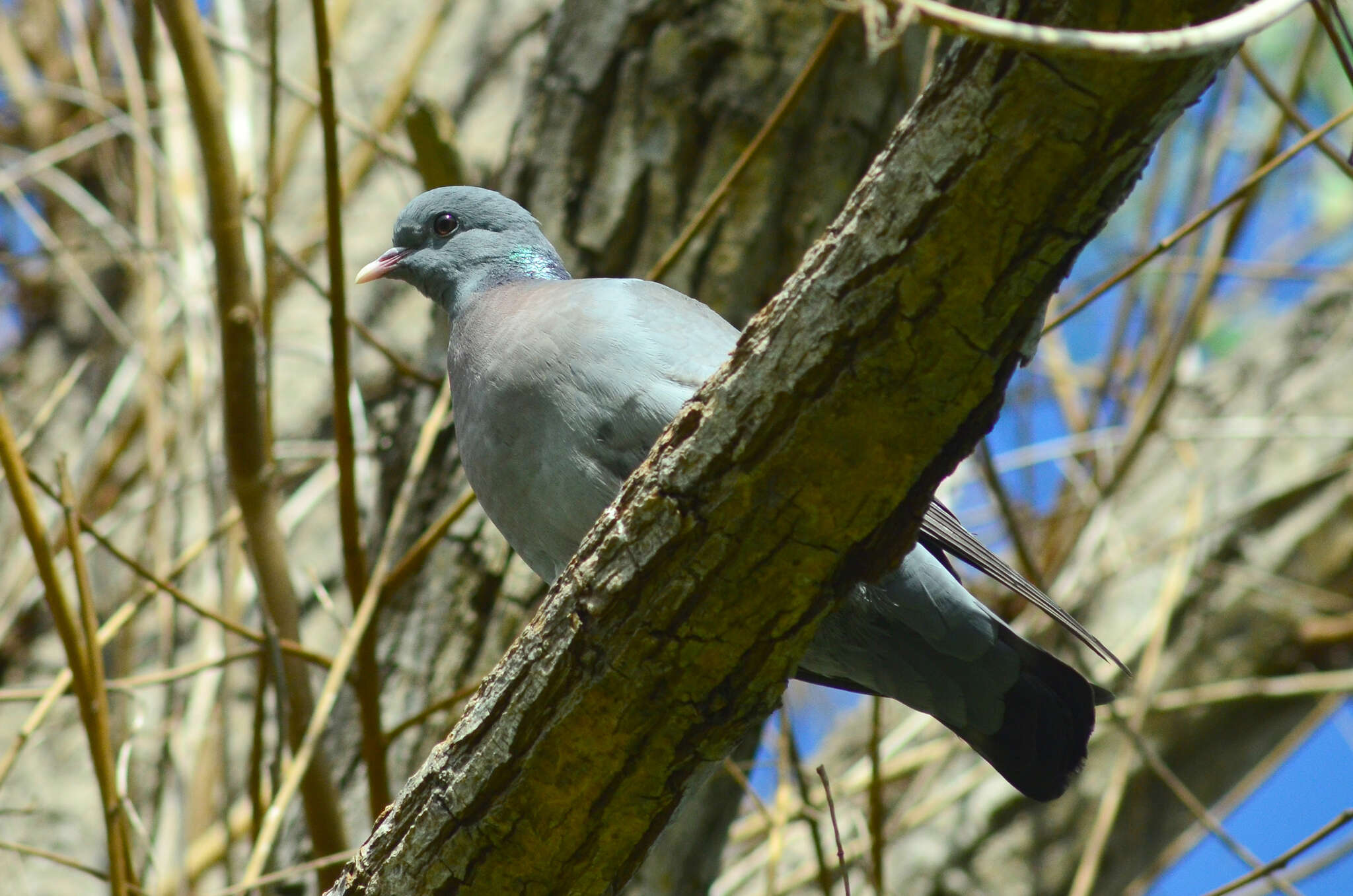 Image of Stock Dove