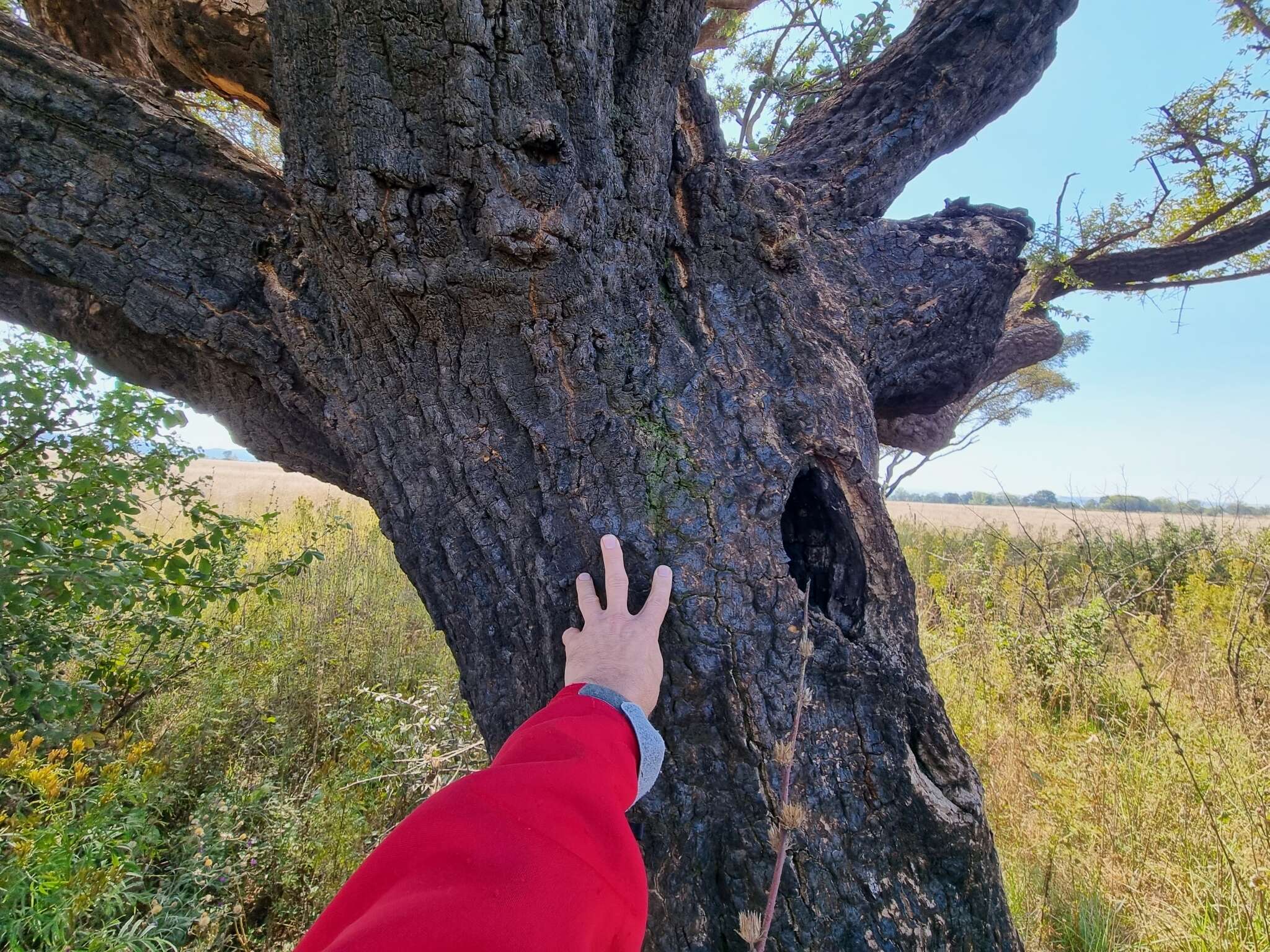 Plancia ëd Strychnos cocculoides Baker