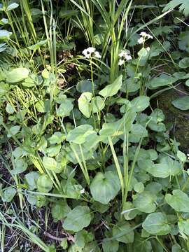 Image of Large Mountain Bittercress