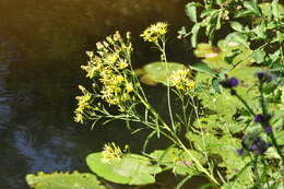 Imagem de Jacobaea paludosa subsp. paludosa