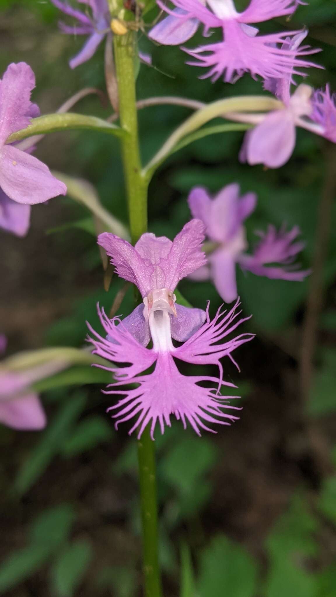 Image de Platanthera shriveri P. M. Br.