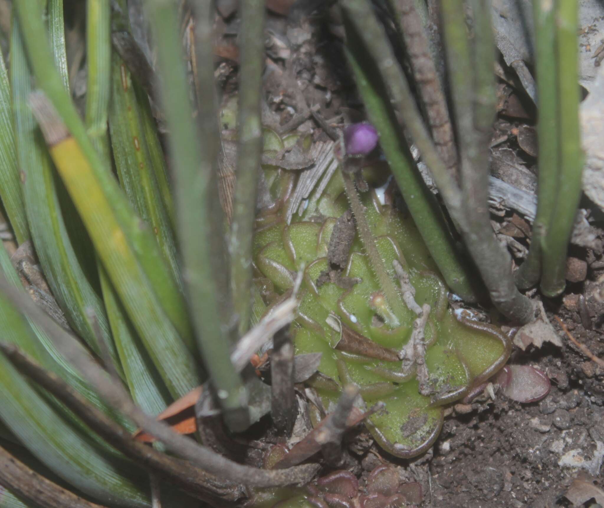 Imagem de Pinguicula kondoi Casper