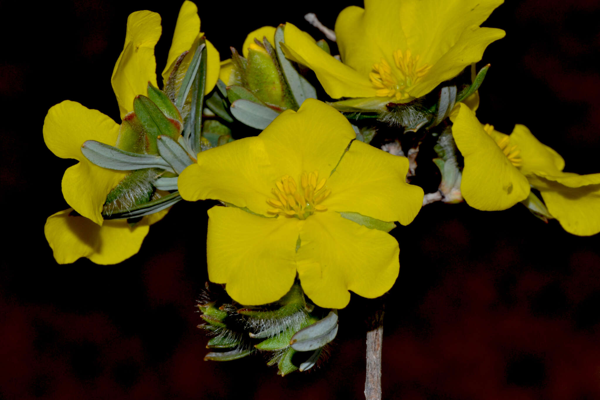 Image of Hibbertia glomerosa (Benth.) F. Müll.