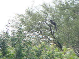 Sivun Crotophaga Linnaeus 1758 kuva