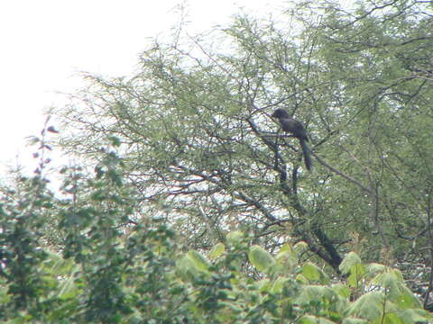 Imagem de Crotophaga Linnaeus 1758