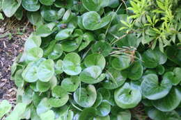 Image of European wild ginger