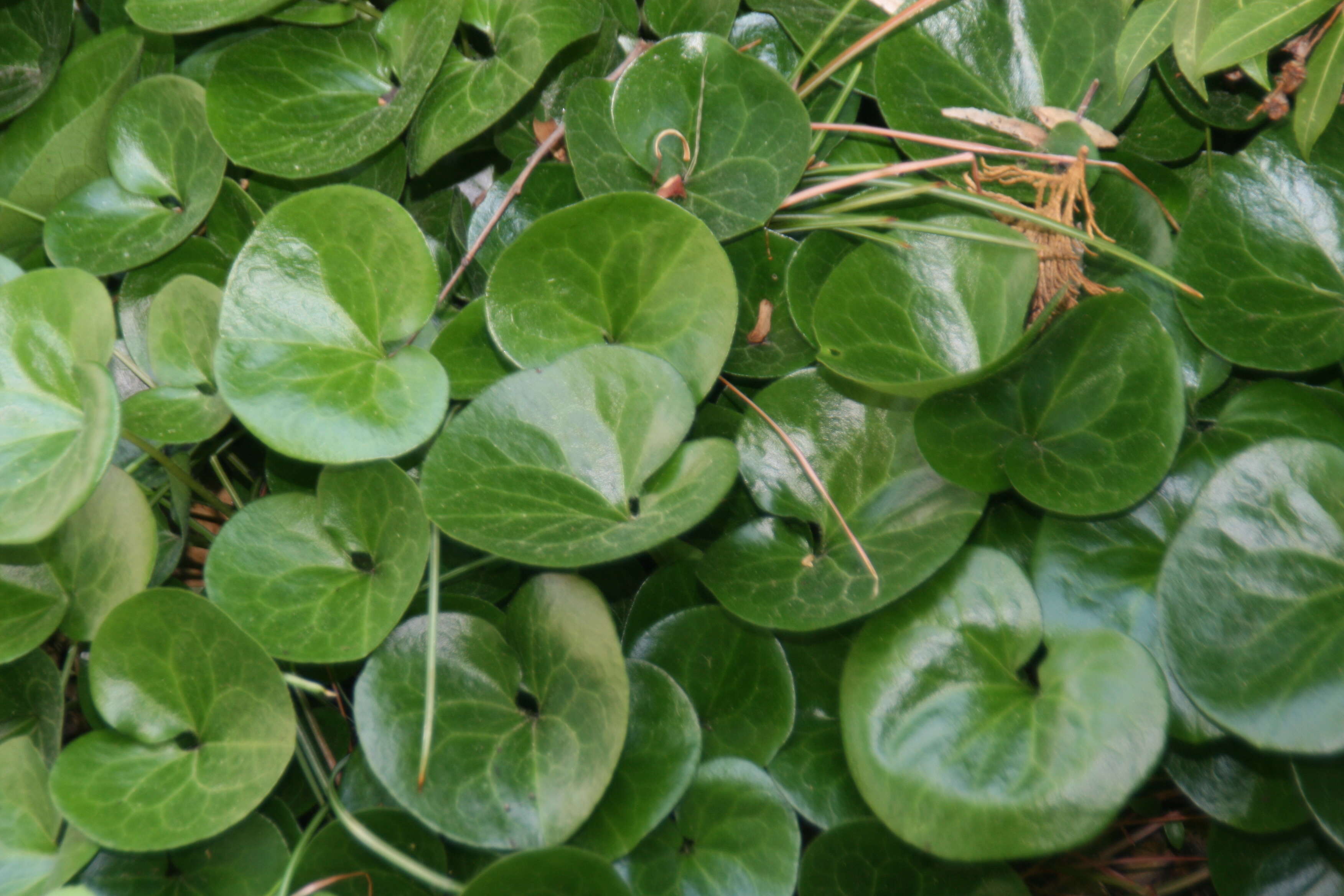 Image of European wild ginger