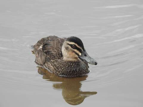 Image of Grey Duck