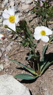 صورة Ranunculus amplexicaulis L.