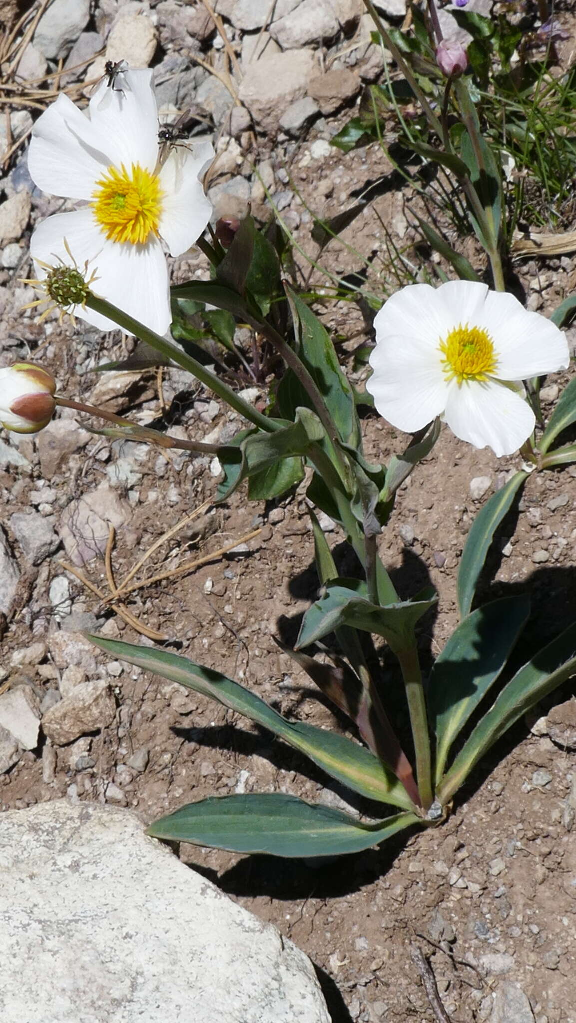 صورة Ranunculus amplexicaulis L.