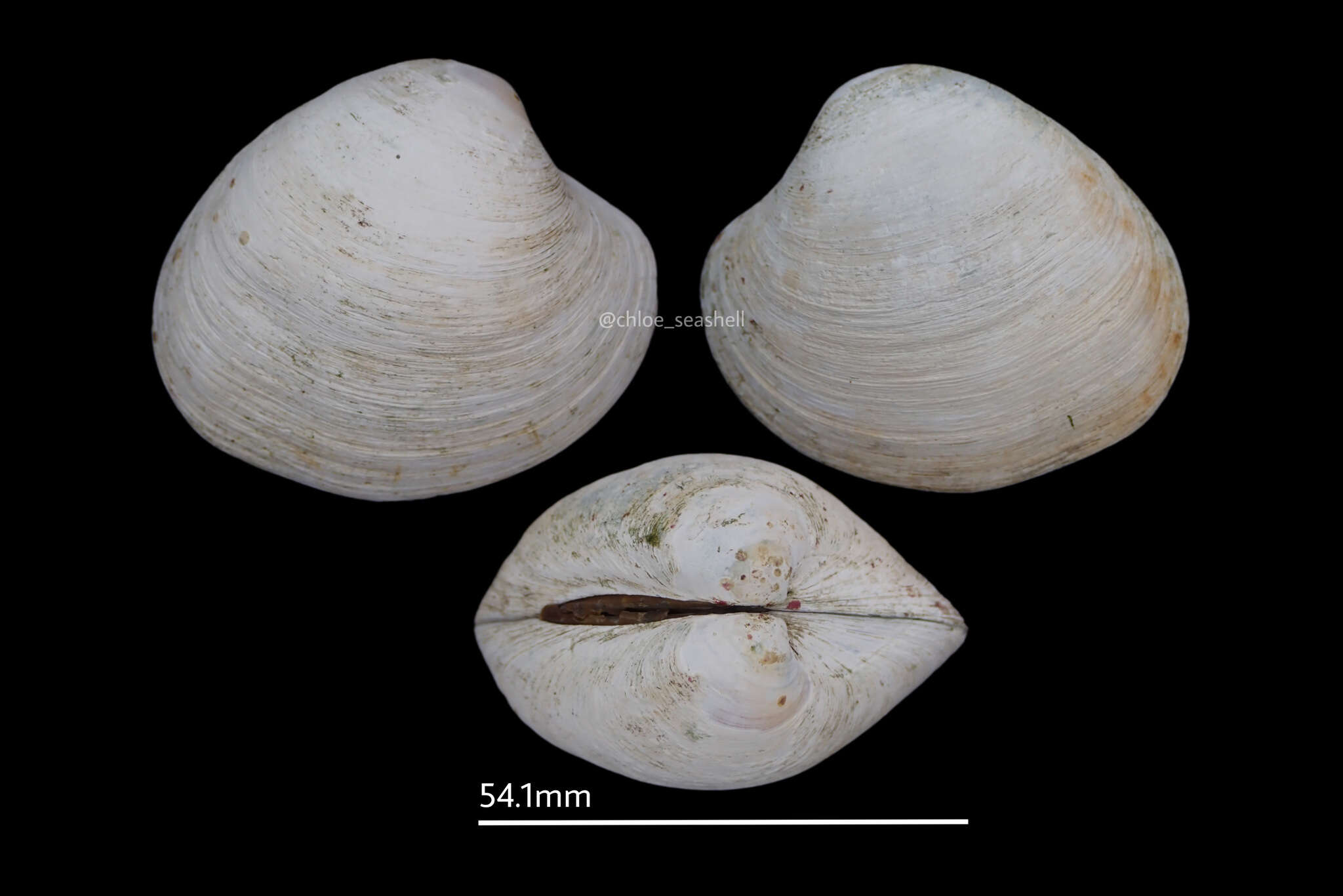 Agriopoma morrhuanum (Dall 1902) resmi