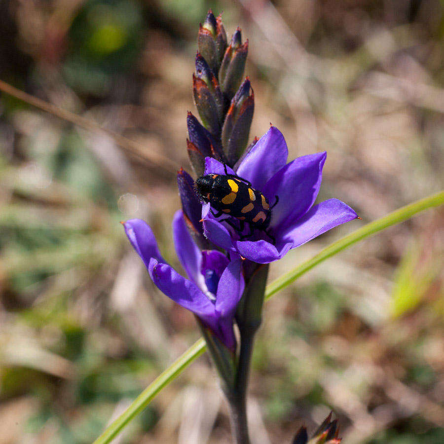 Image of Babiana angustifolia Sweet