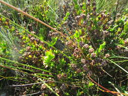 Image of Pentagonal Spoonfig