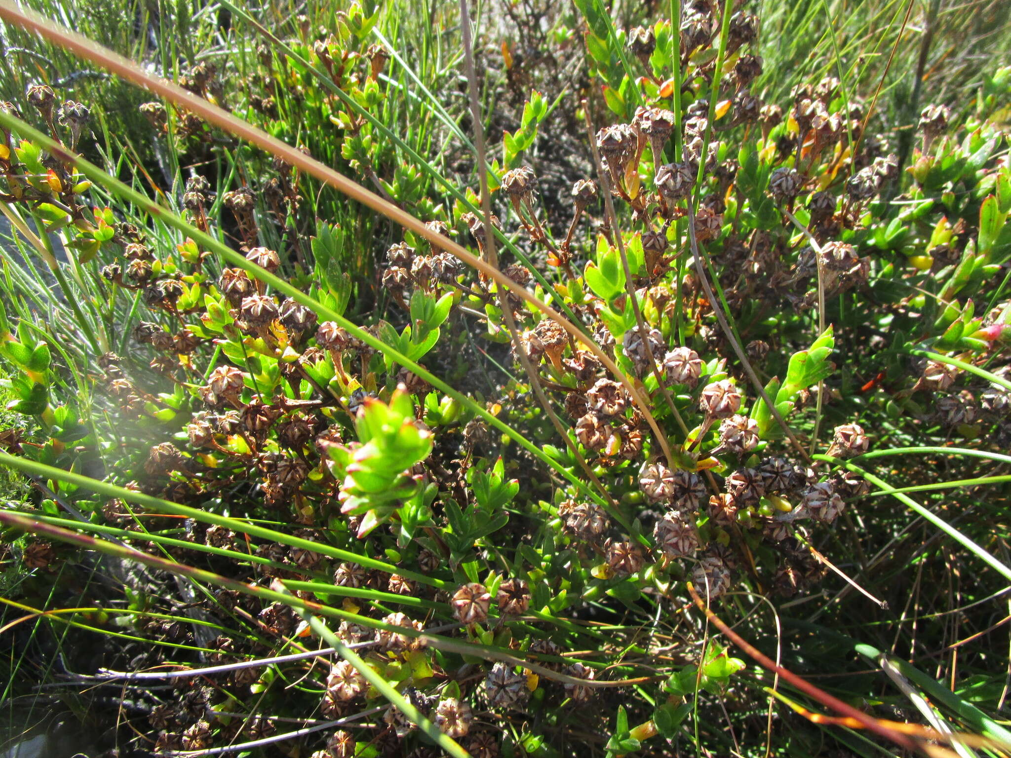 Image of Pentagonal Spoonfig