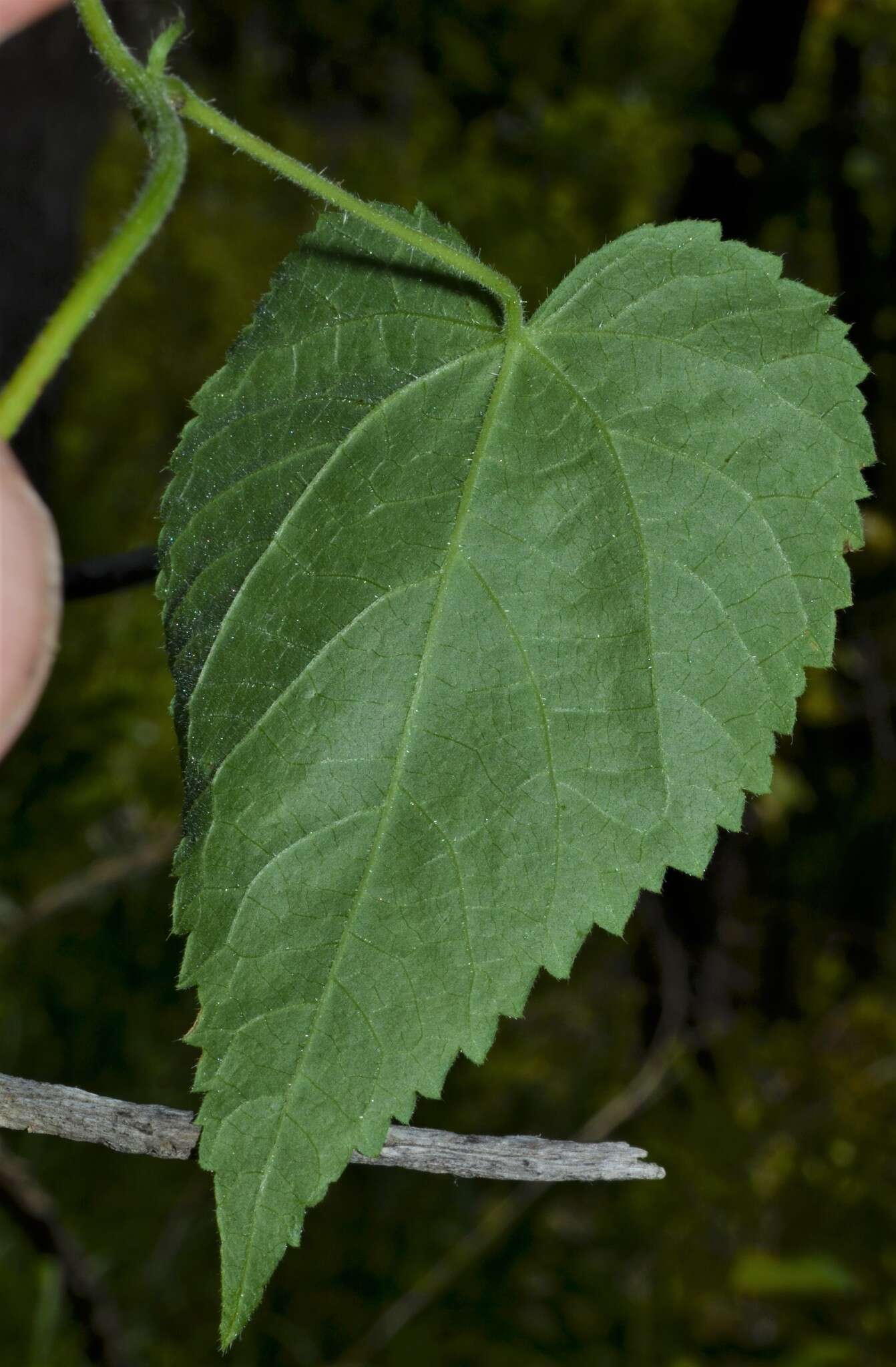 Image of heartleaf noseburn