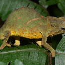 Image of Green pygmy chameleon