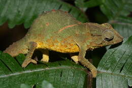 Image of Green pygmy chameleon