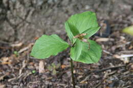 Image of White trillium