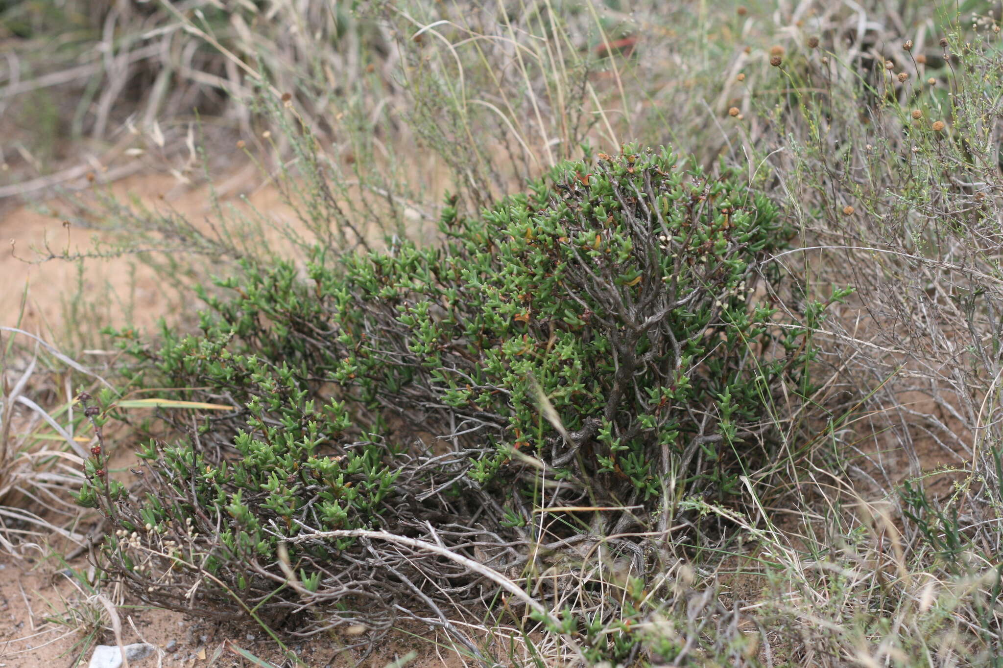 Слика од Ruschia uitenhagensis (L. Bol.) Schwant.