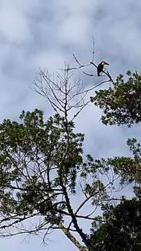 Image of Channel-billed Toucan