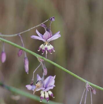 Image of Arthropodium milleflorum (Redouté) J. F. Macbr.