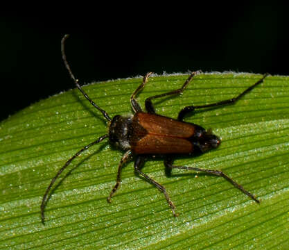 Image of Anastrangalia sanguinea (Le Conte 1859)