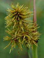 Imagem de Cyperus scaber (R. Br.) Boeckeler