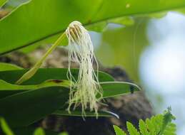 Image of Medusa's Bulbophyllum