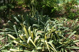 Image of Palma China yucca