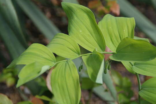 Image de Polygonatum biflorum (Walter) Elliott