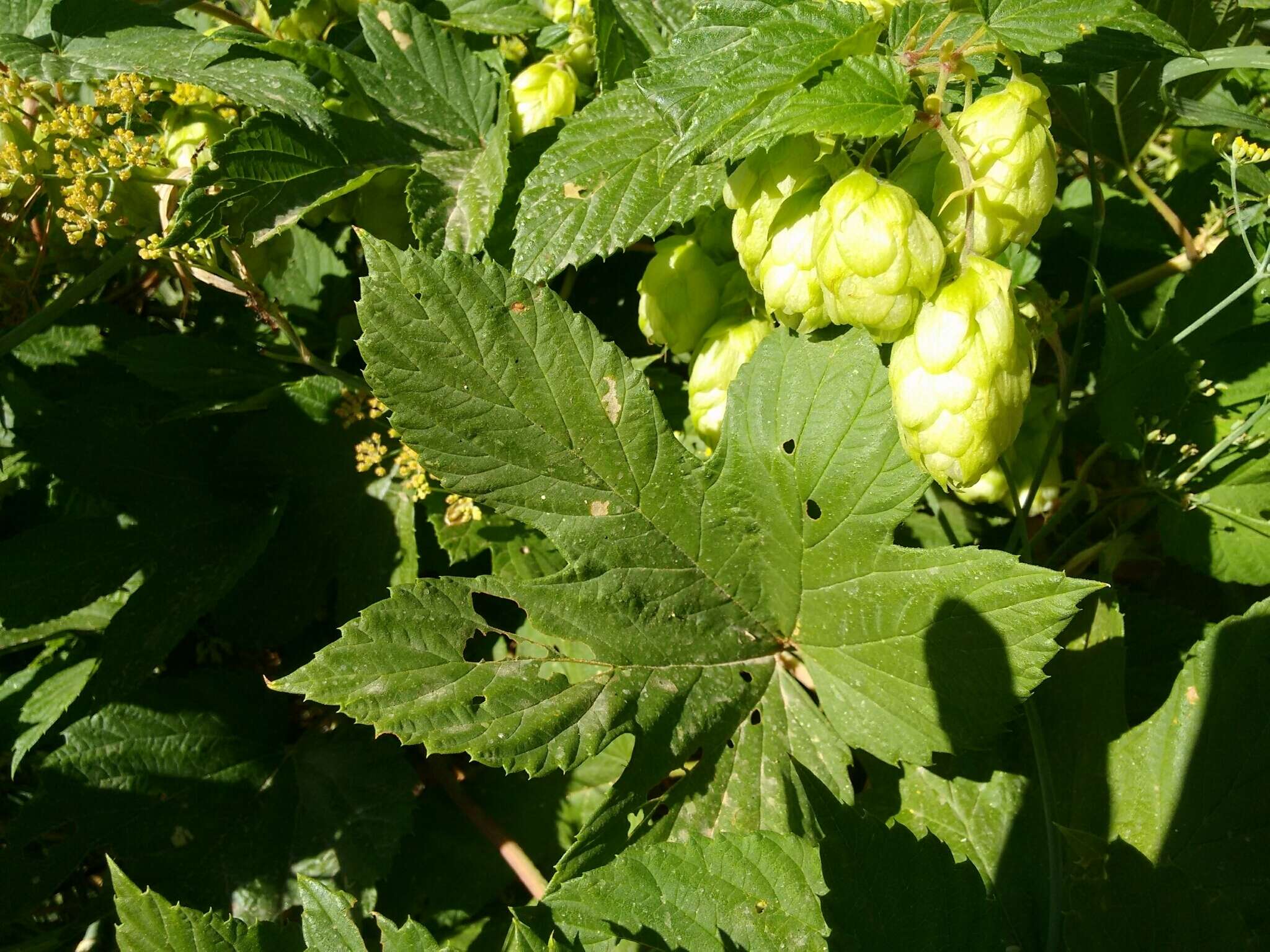 Image of hop