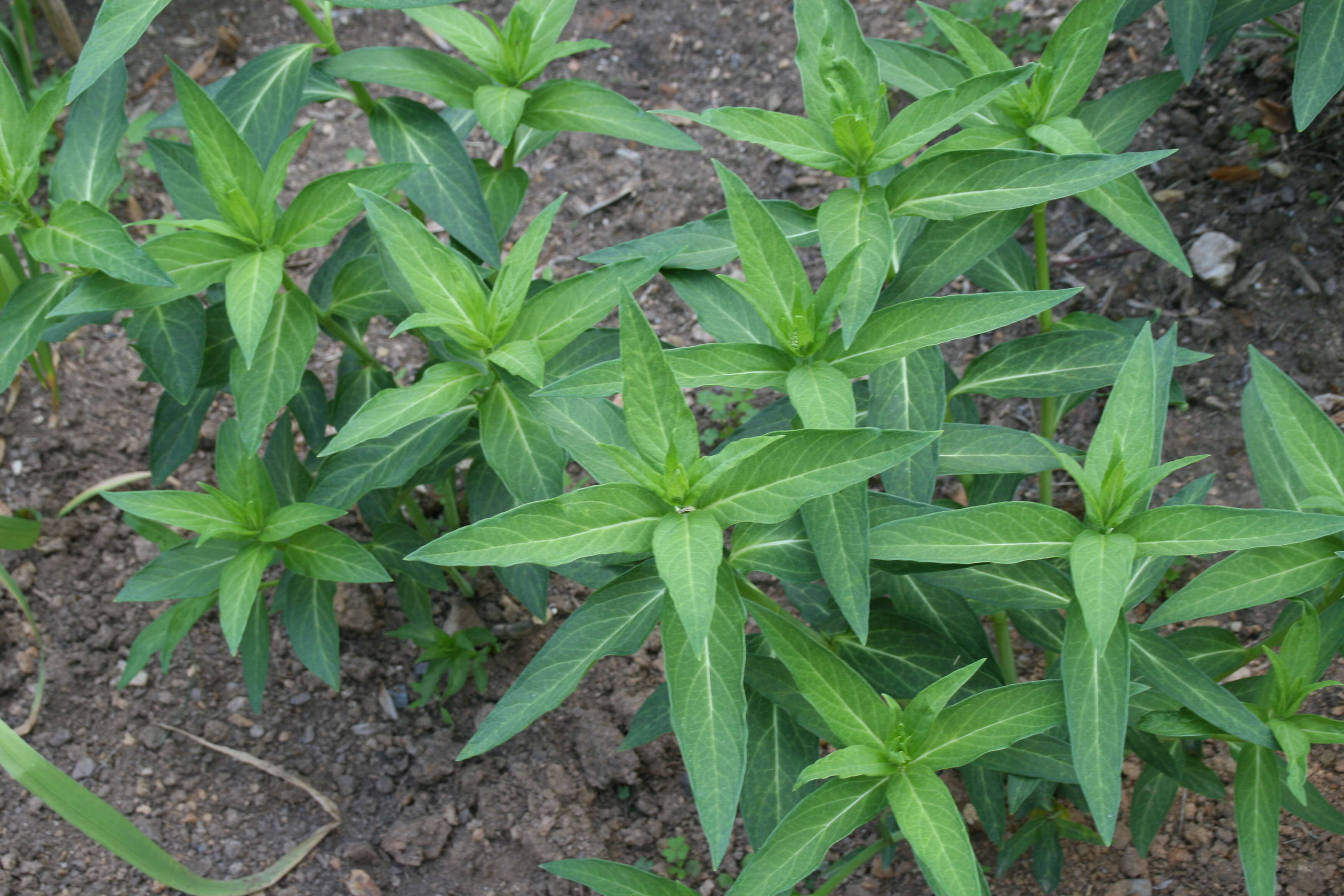 Image of swamp milkweed