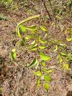 Image of Plectaneia thouarsii Roem. & Schult.