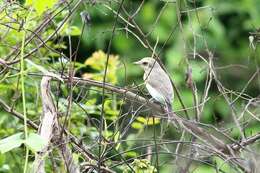 Image de Tephrodornis affinis Blyth 1847