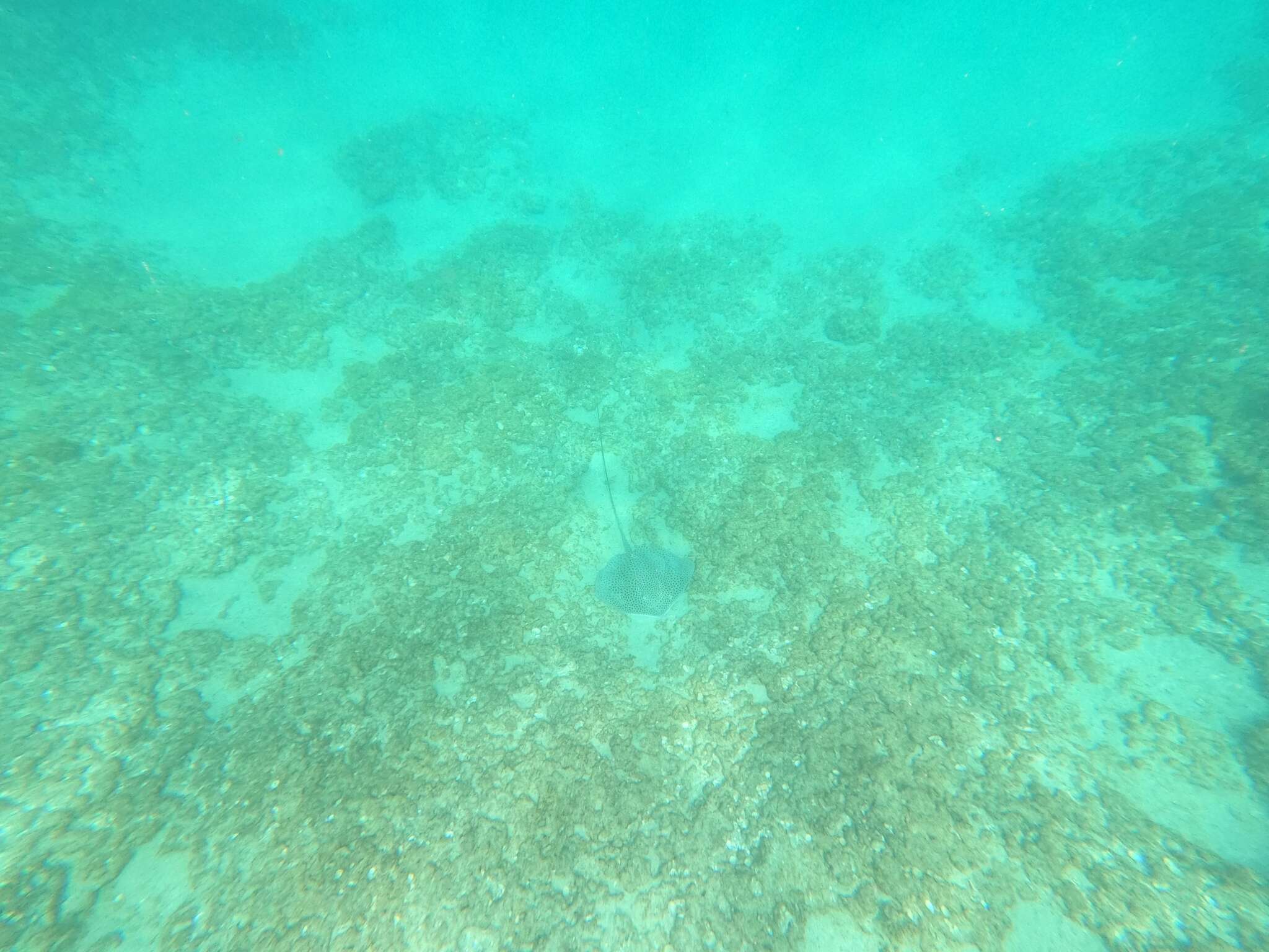 Image of Honeycomb Stingray